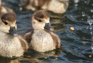 close up of fluffy ducklings swimming in a pond