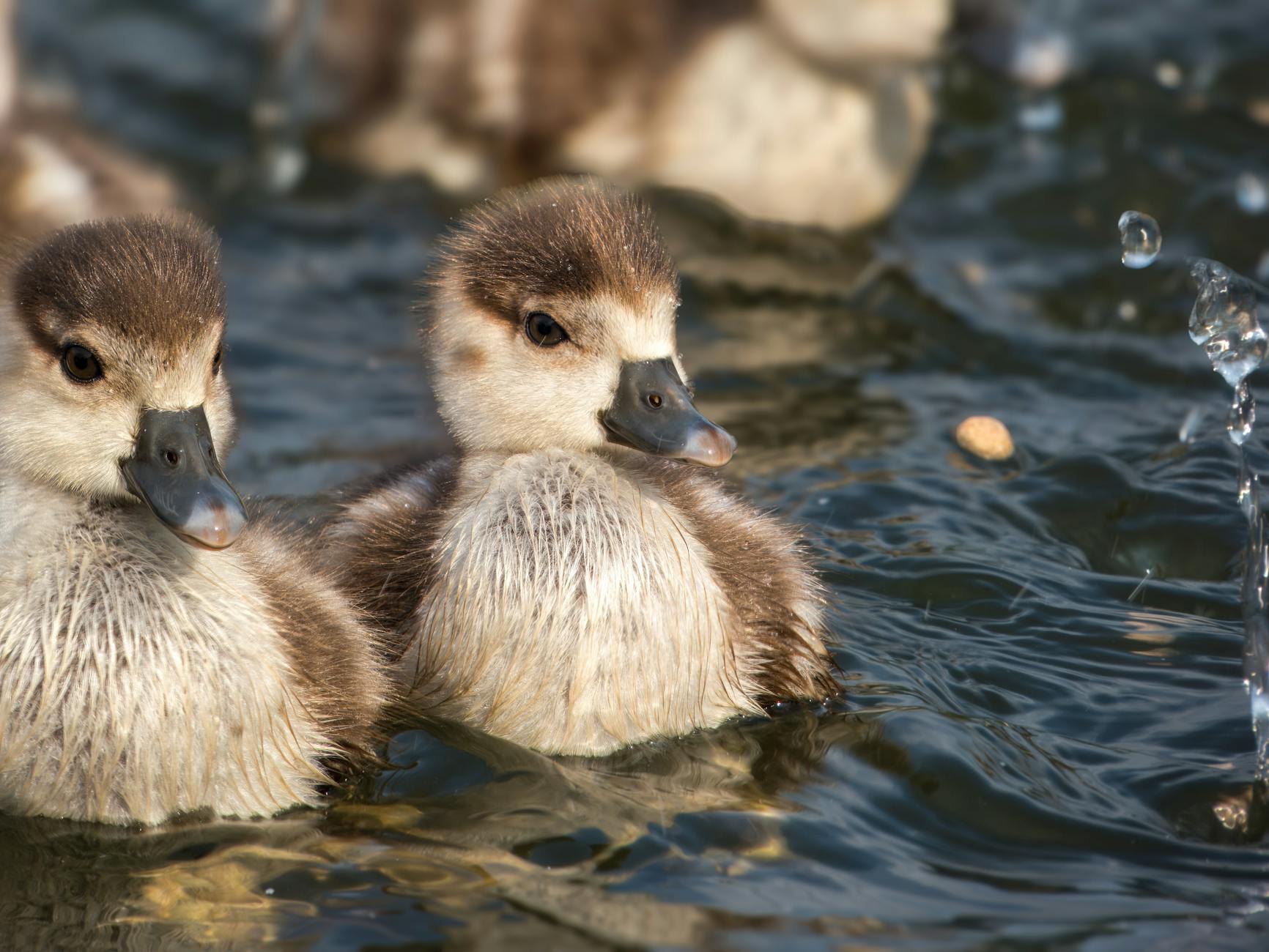 close up of fluffy ducklings swimming in a pond