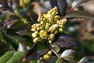 pohon mahonijpg 20220306111848