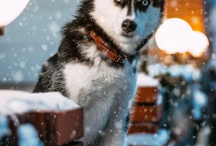 photo of siberian husky
