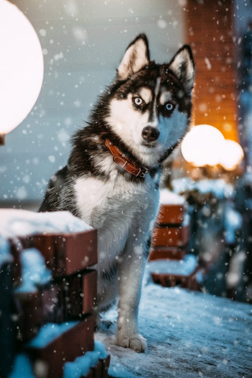 photo of siberian husky